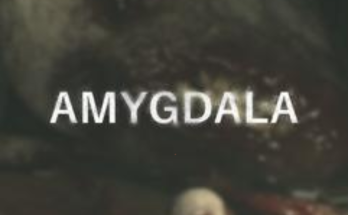 Amygdala